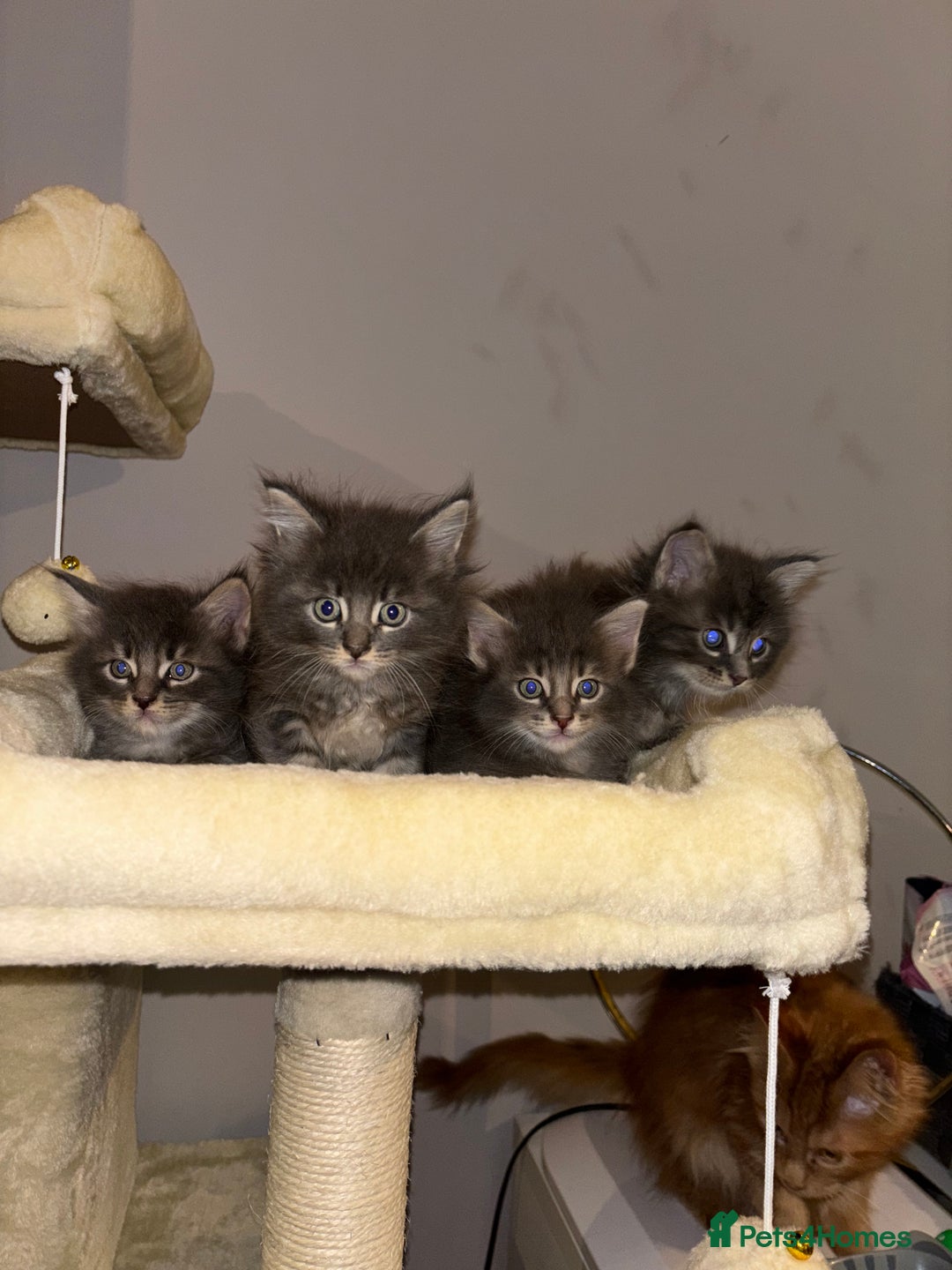 Maine Coon cats for sale: Plush PusZ XXL TICA registered Maine Coon Kittens - Advert 27