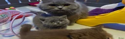 British Shorthair cats for sale: British Blue British Shorthair girl available - Advert 2