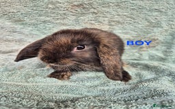 Mini Lop rabbits for sale: Mini Lop Bunnies looking for new homes  in Launceston - Image 2