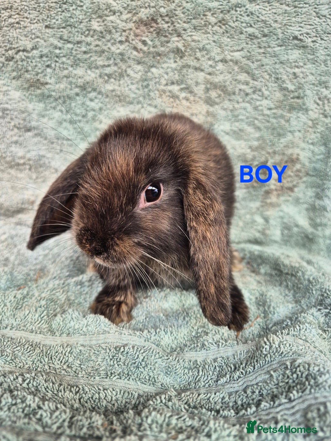 Mini Lop rabbits for sale: Mini Lop Bunnies looking for new homes  in Launceston - Image 2