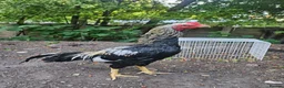Chickens poultry for sale: Aseel- Different Prices in Walsall - Advert 2