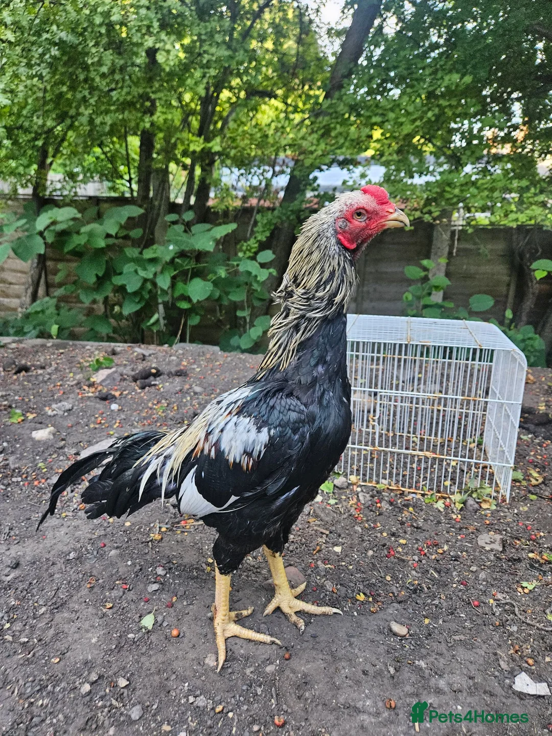 Chickens poultry for sale: Aseel- Different Prices in Walsall - Advert 2
