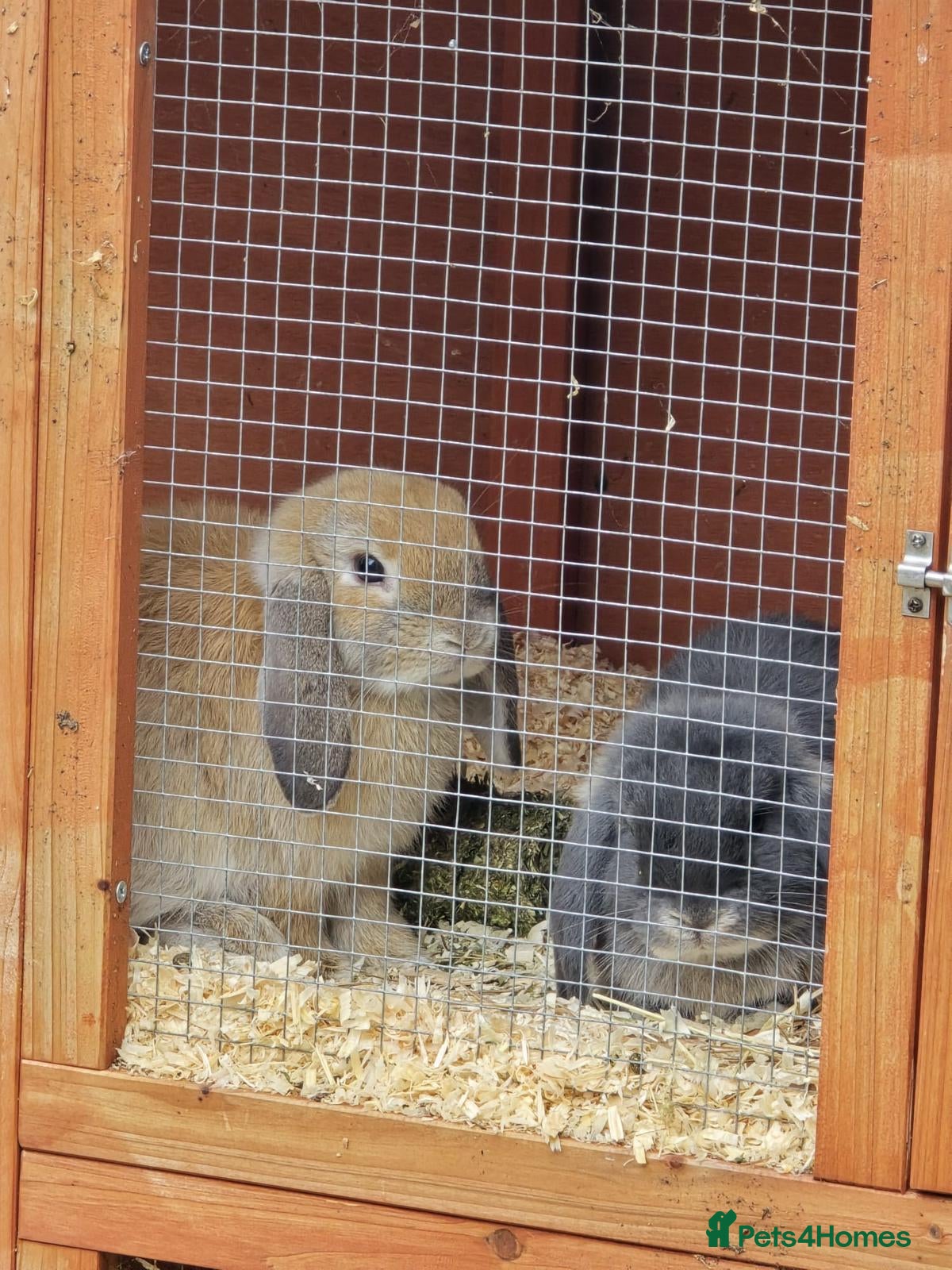 Mini Lop rabbits Mini Lop Doe & Buck - Advert 1