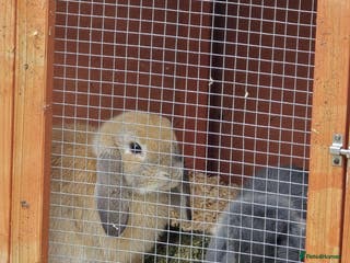 Mini Lop rabbits Mini Lop Doe & Buck - Advert 1