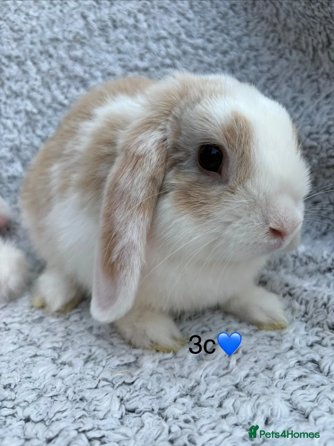 Mixed Breed rabbits for sale: Available now! - Advert 3