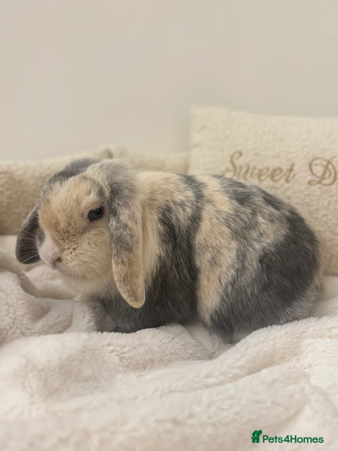 Mini Lop rabbits for sale: Spayed Mini Lop Doe🐰🤍 - Advert 1