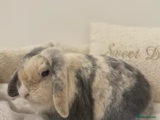 Mini Lop rabbits Spayed Mini Lop Doe🐰🤍 - Advert 6