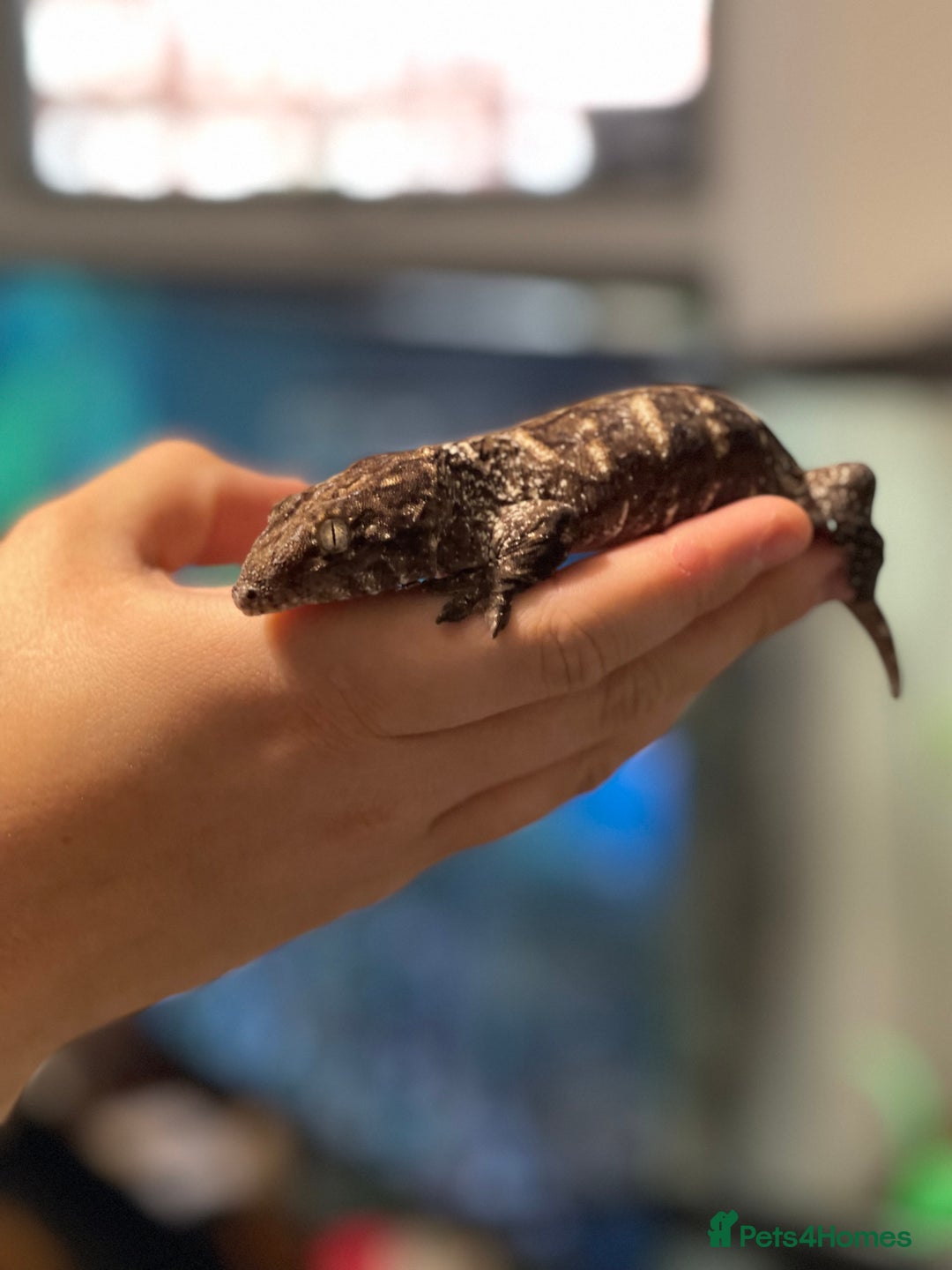 Gecko reptiles for sale: Caledonian giant gecko - Advert 11