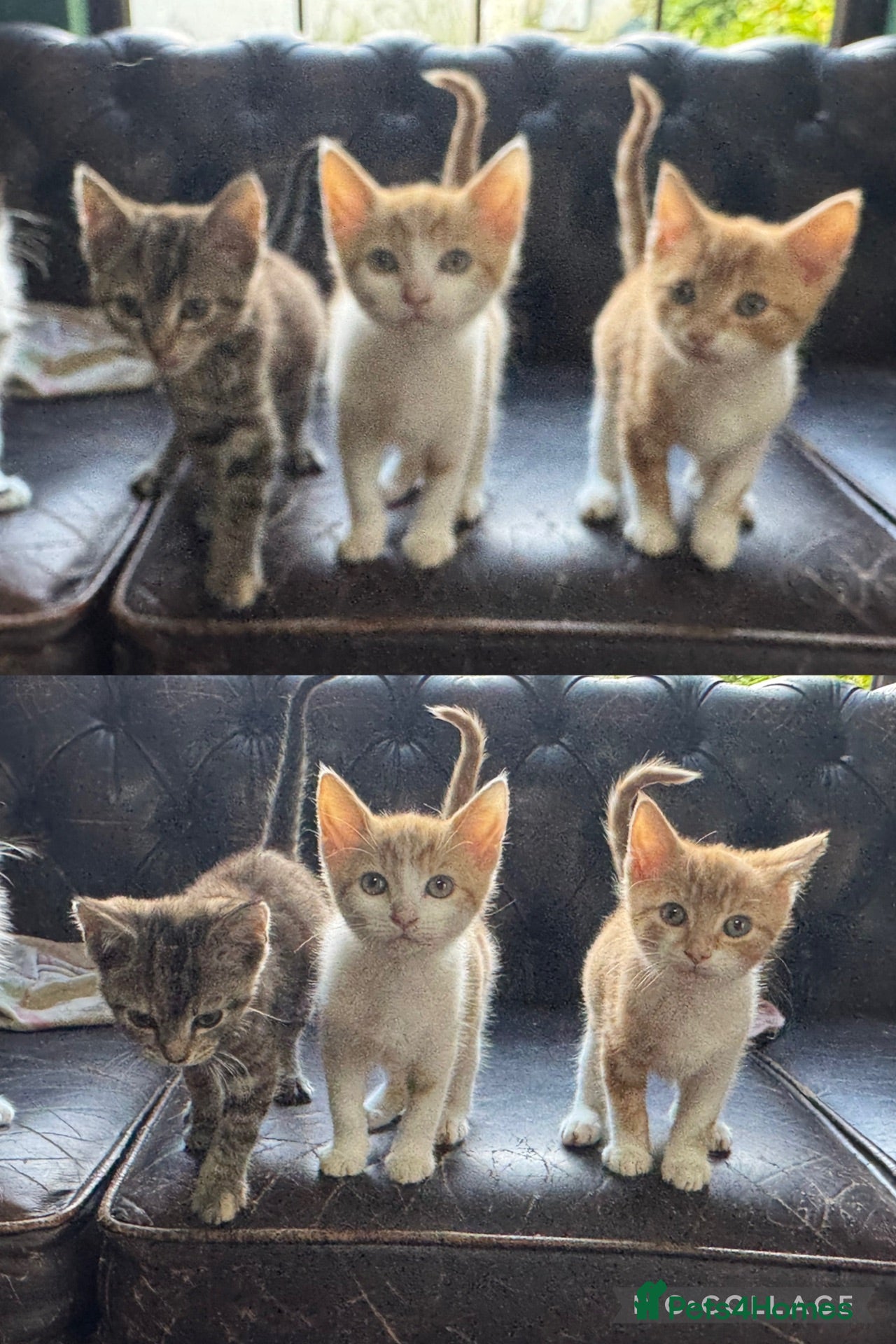 Mixed Breed cats 1/4 Bengal ready now  - Advert 2