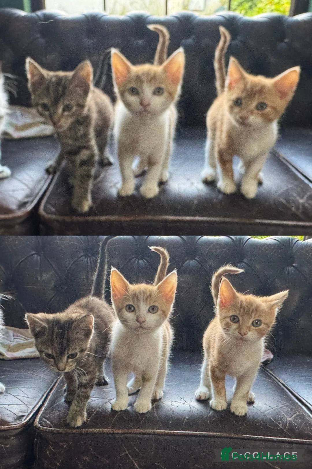 Mixed Breed cats for sale: 1/4 Bengal ready now  - Advert 1