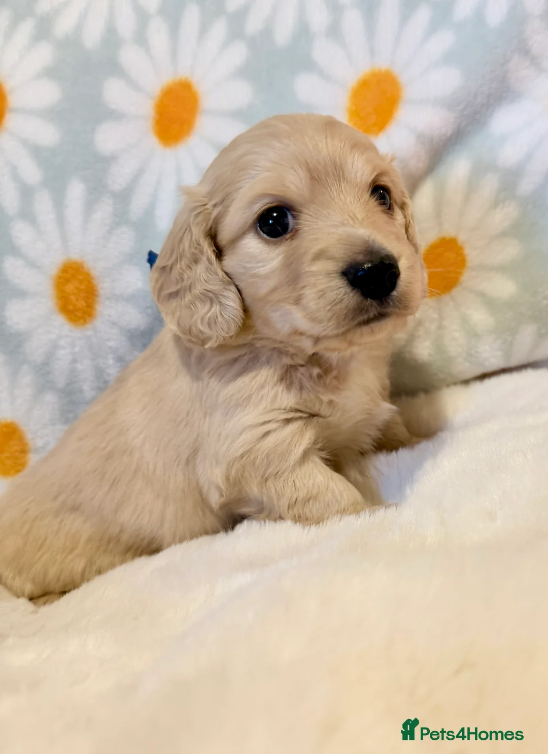 Miniature Dachshund dogs for sale: Beautiful miniature long haired cream dachshunds  - Advert 18