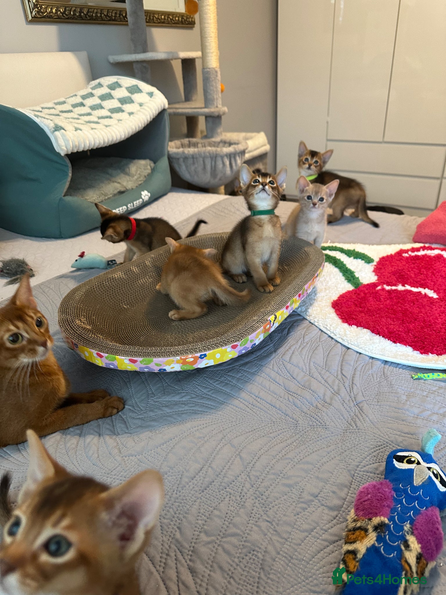 Abyssinian cats Abyssinian kittens 🌟😻🌟 - Advert 4