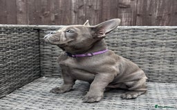 French Bulldog dogs for sale: French Bulldog Puppies with 3 Vaccines Included in Walton-on-Thames - Image 28