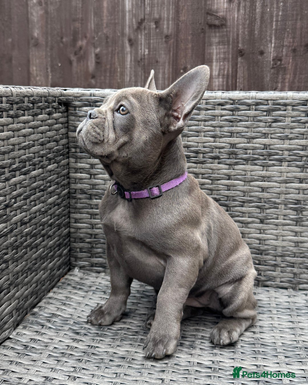 French Bulldog dogs for sale: French Bulldog Puppies with 3 Vaccines Included in Walton-on-Thames - Image 28