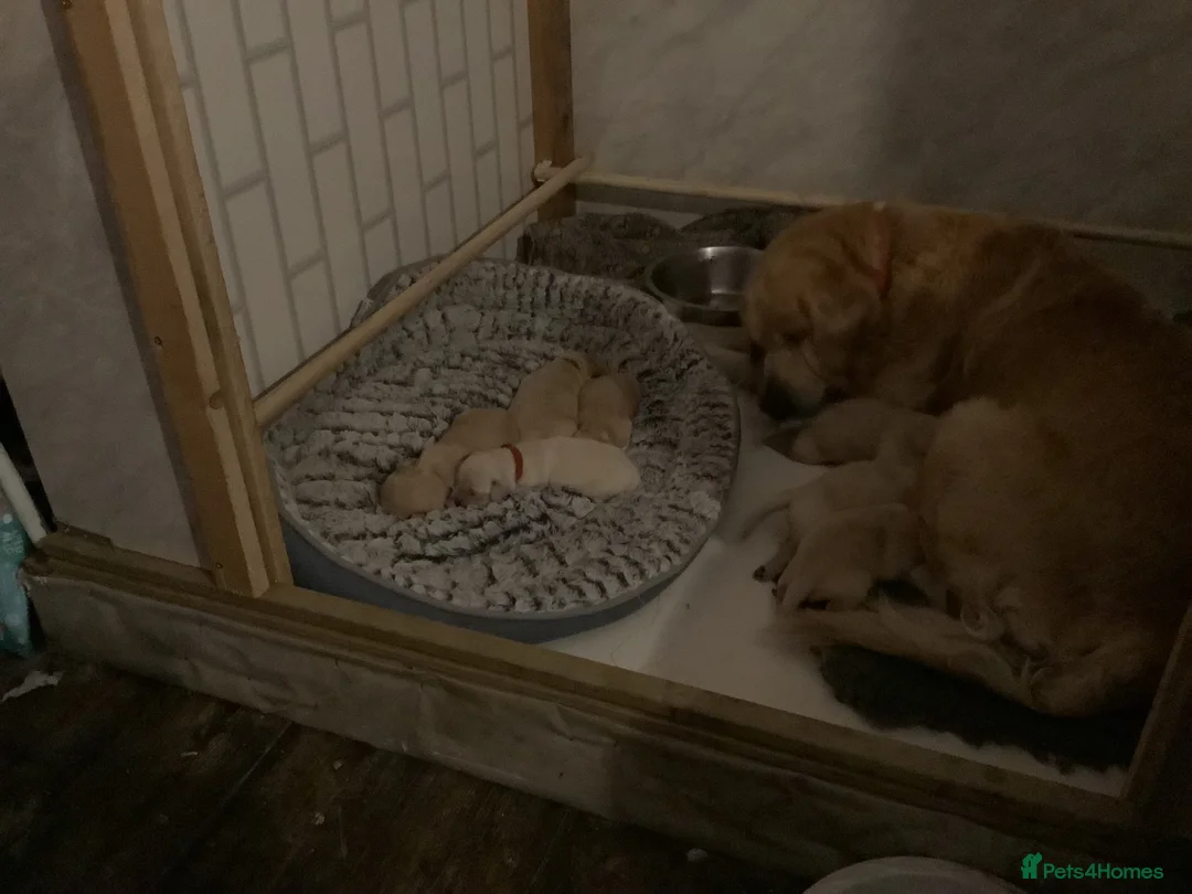 Golden Retriever dogs for sale: Golden Retriever puppies - Advert 2