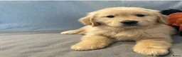 Golden Retriever dogs for sale: Golden retriever puppies - Advert 11