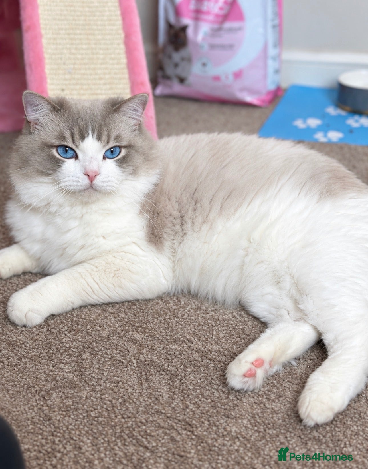 Ragdoll cats for stud: Ragdoll stud  - Advert 1