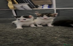 Mixed Breed cats for sale: Kittens for sale  - Image 14