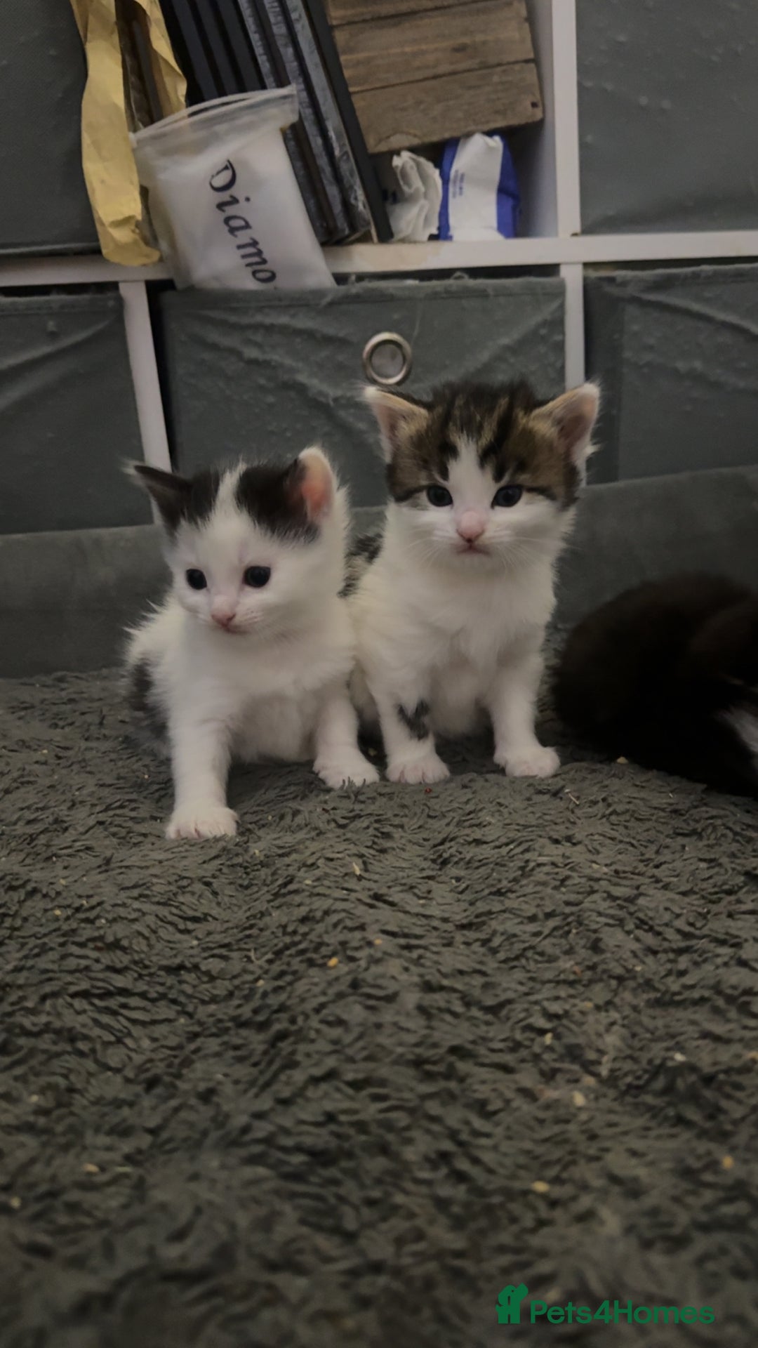 Mixed Breed cats for sale: Kittens for sale  - Image 14