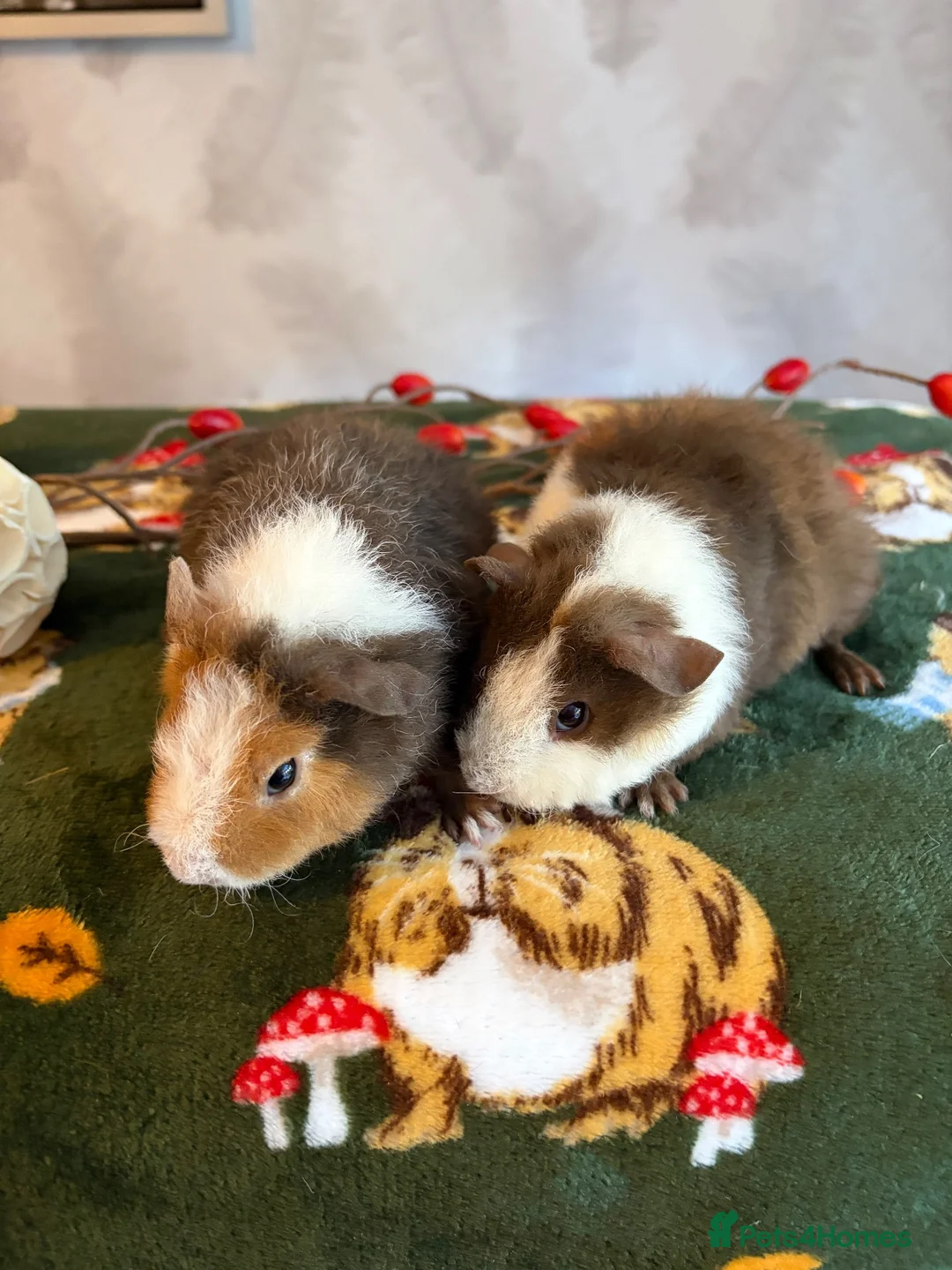 Guinea Pig rodents for sale: Beautiful pure Teddy guinea pigs  - Advert 18