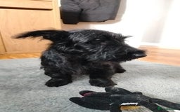 Scottish Terrier dogs for sale: Gorgeous Scottish boy available  - Image 6