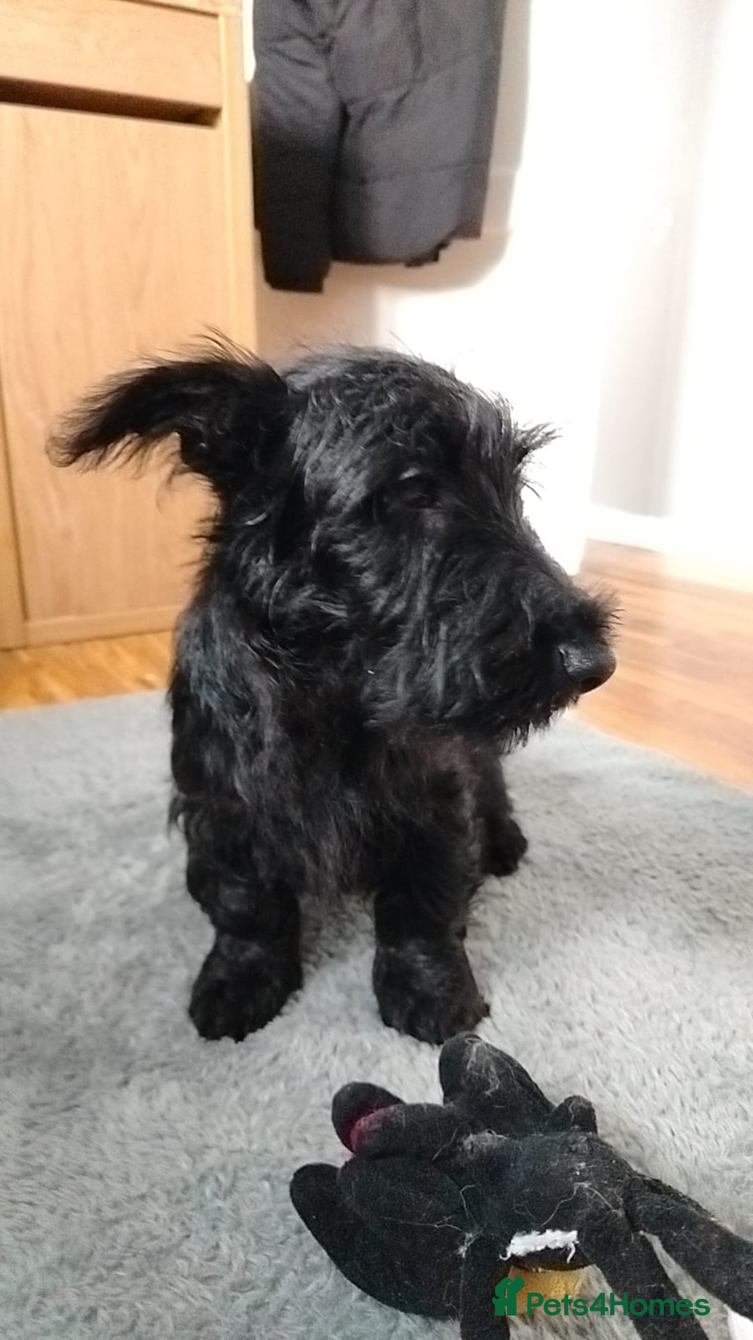 Scottish Terrier dogs for sale: Gorgeous Scottish boy available  - Image 6