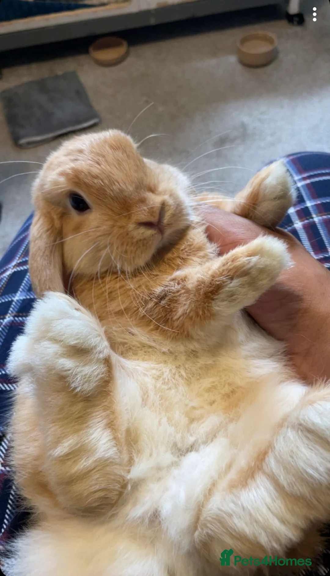 Mixed Breed rabbits for sale: Bunny couple looking for a forever home. - Advert 7