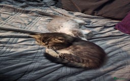 Perdoll cats for sale: Persian ragdoll kittens - Image 8