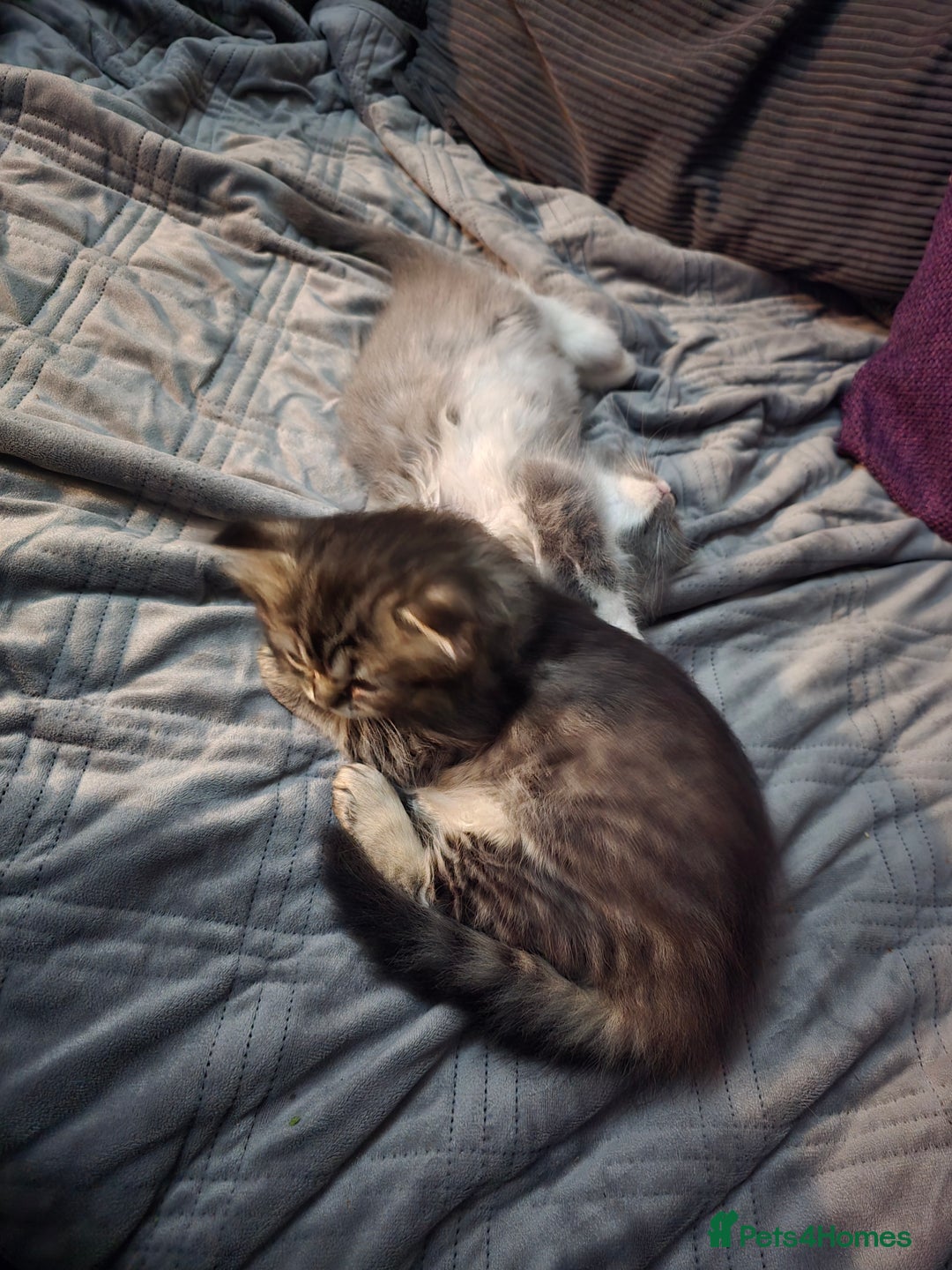 Perdoll cats for sale: Persian ragdoll kittens - Image 8