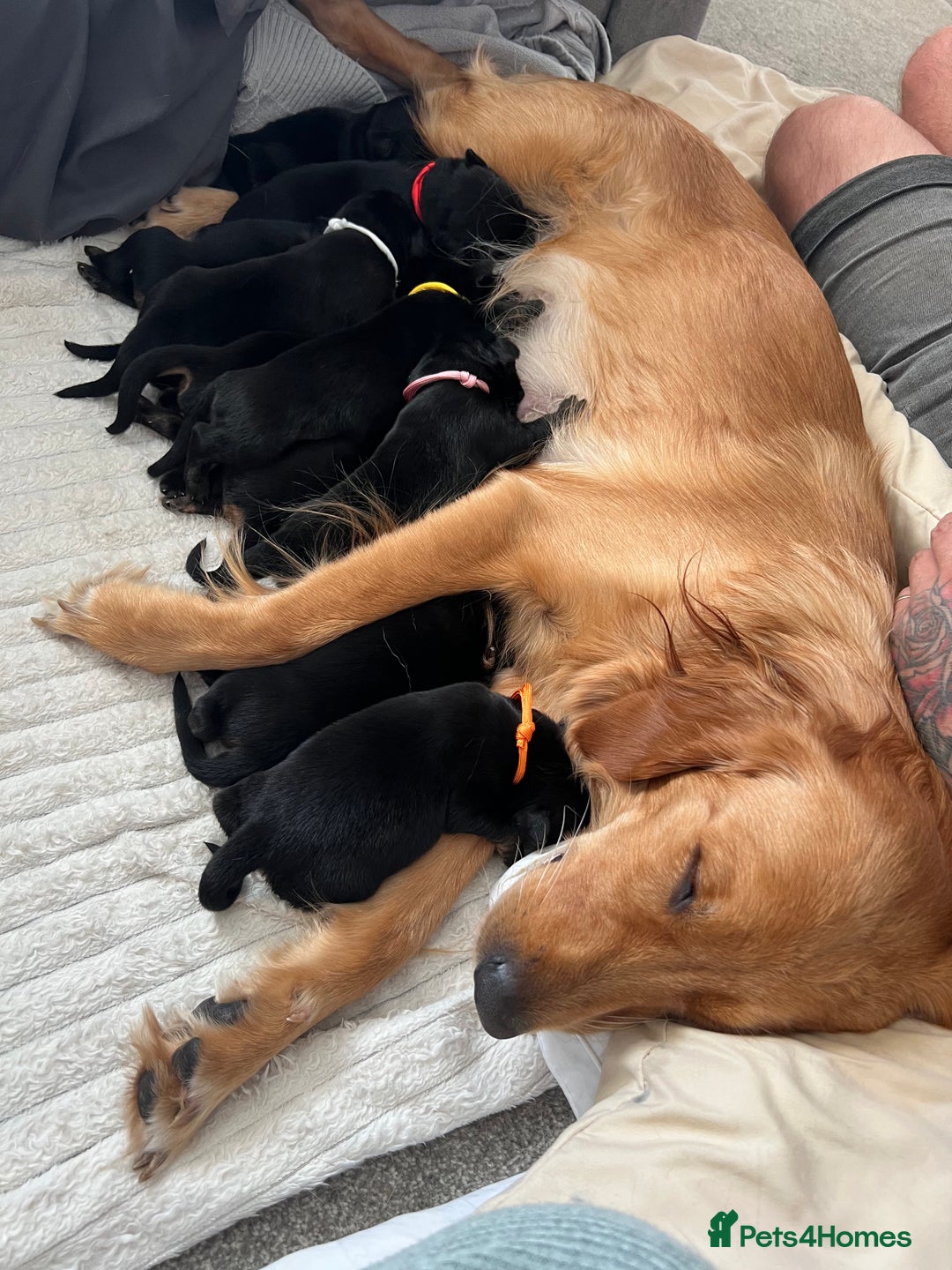 Mixed Breed dogs for sale: Golden Retriever/ German Shepherd puppies  - Image 15