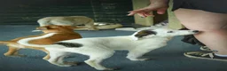 Mixed Breed dogs for adoption: Beautiful Bella in Fleet - Advert 9