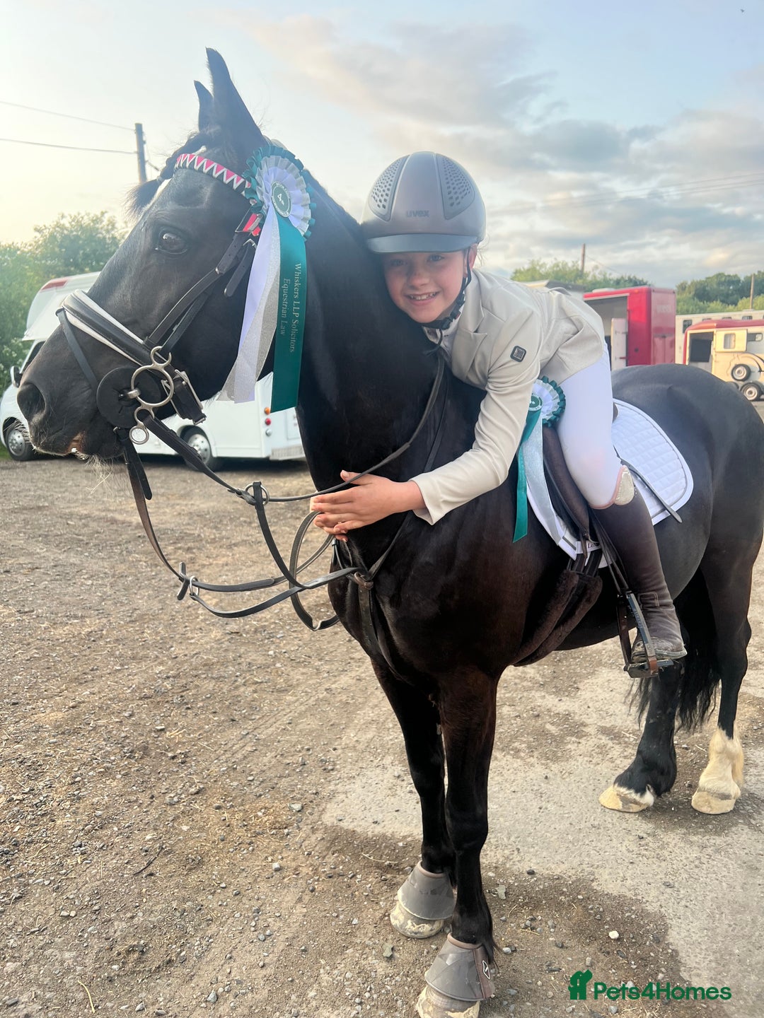 Welsh Section D horses for sale: Welsh section D gelding STAR for sale bay 13.2h - Image 8