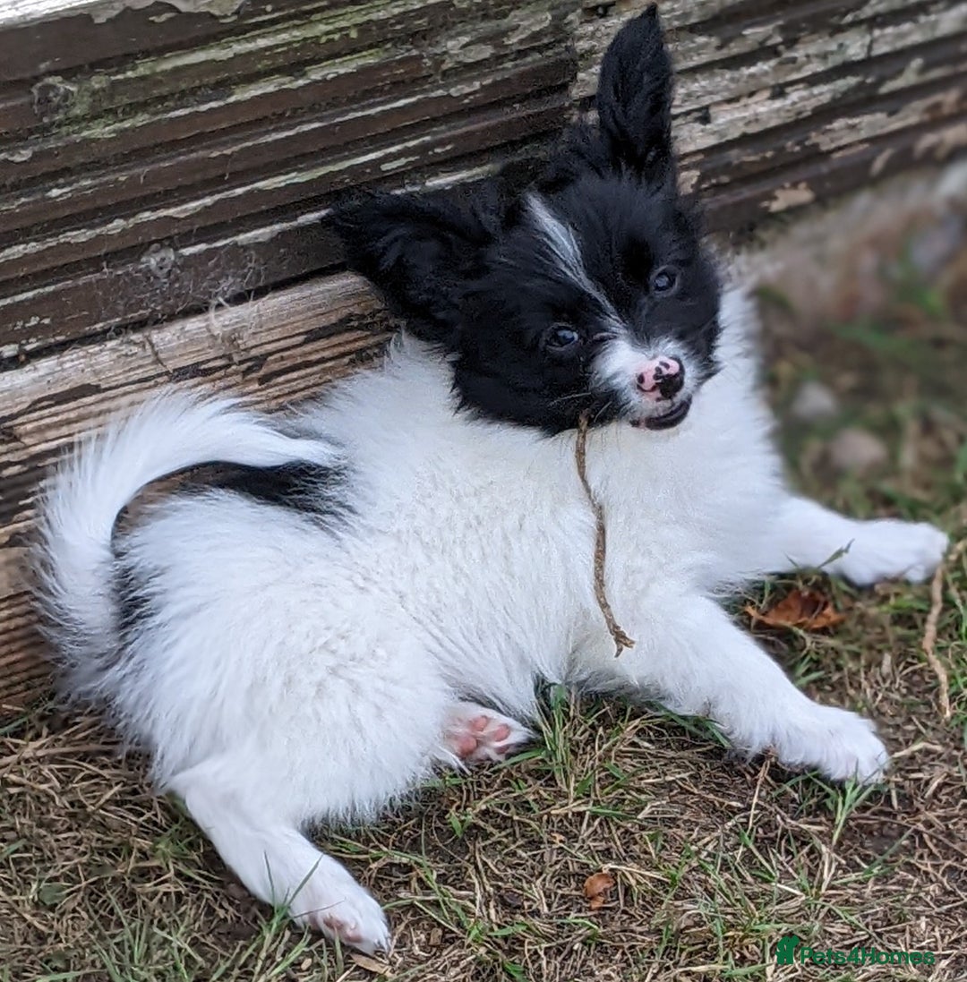 Papillon dogs for sale: One boy and one girl available  - Image 2