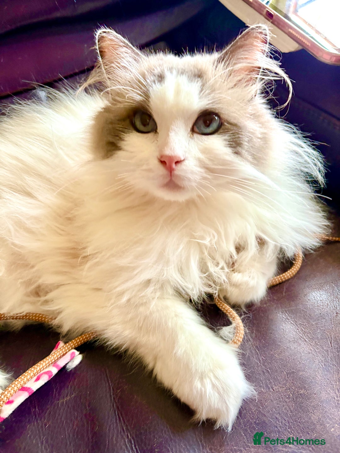 Ragdoll cats for sale: Ragdoll Kittens ready now* - Image 17