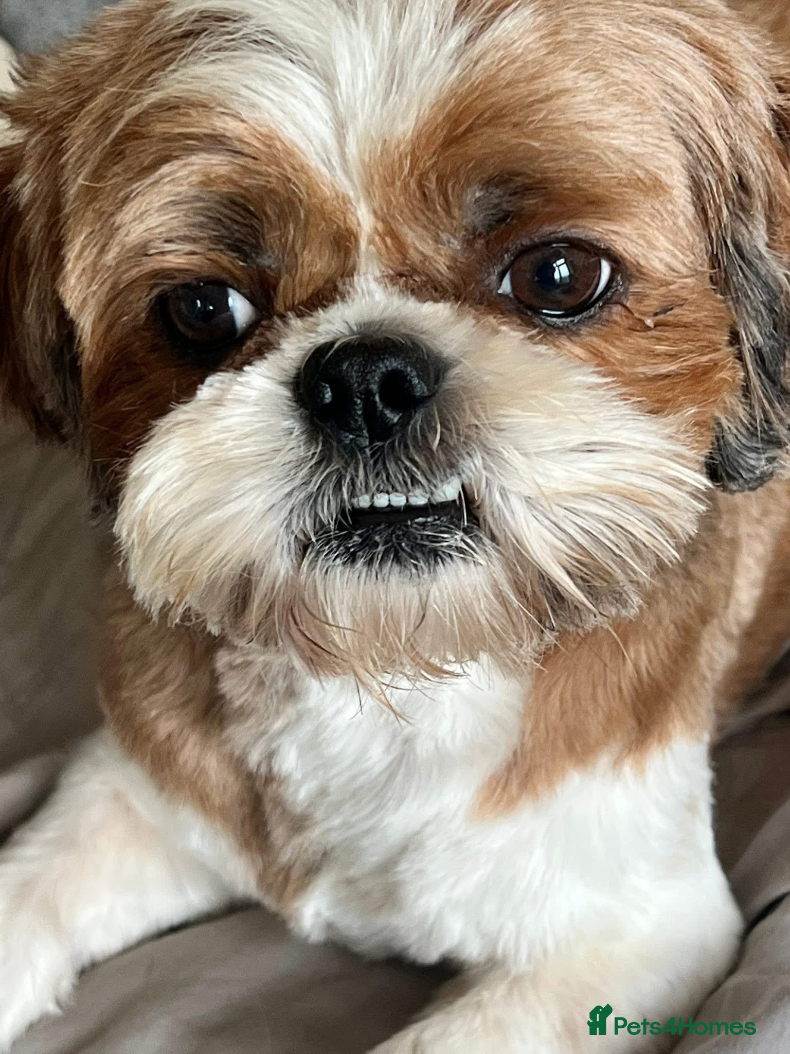 Shih Tzu dogs Chocolate Shihtzu puppies  - Advert 4