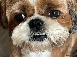 Shih Tzu dogs Chocolate Shihtzu puppies - Advert 4