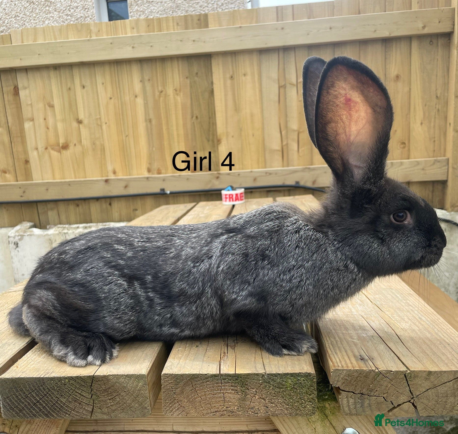 Continental Giant rabbits 💖Pure bred continental giants💖 - Advert 19