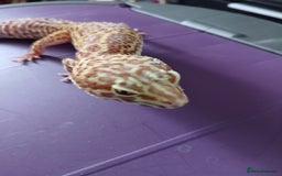 Leopard Gecko reptiles for sale: Baby's leopard geckos  in Rochester - Image 19