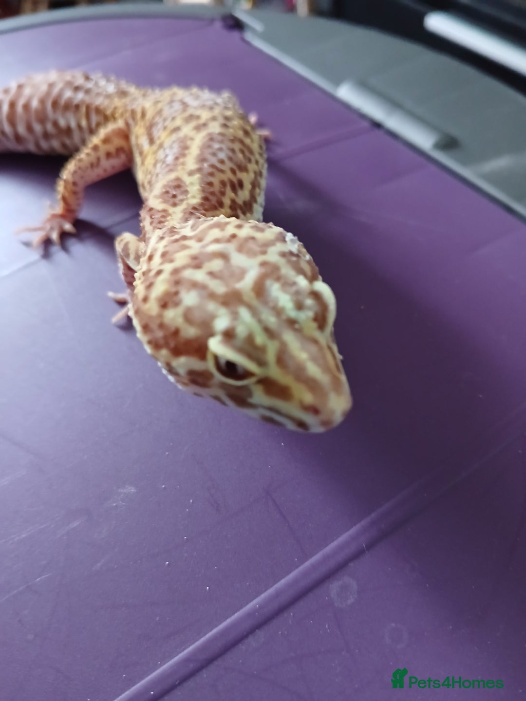 Leopard Gecko reptiles for sale: Baby's leopard geckos  in Rochester - Image 19
