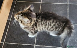 Mixed Breed cats for sale: Three kittens are looking a new home - Image 4