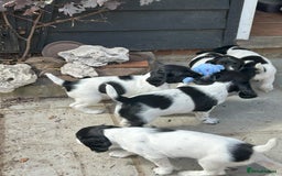English Springer Spaniel dogs for sale: KC Reg English Springer Spaniel puppies - Image 7
