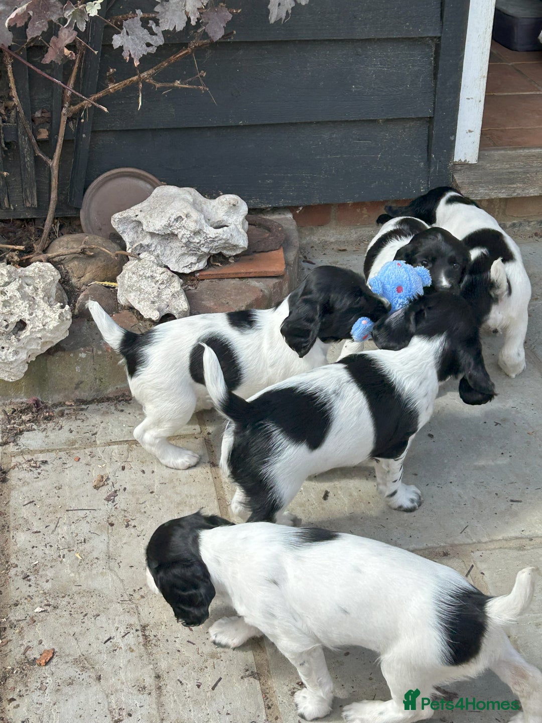 English Springer Spaniel dogs for sale: KC Reg English Springer Spaniel puppies - Image 7