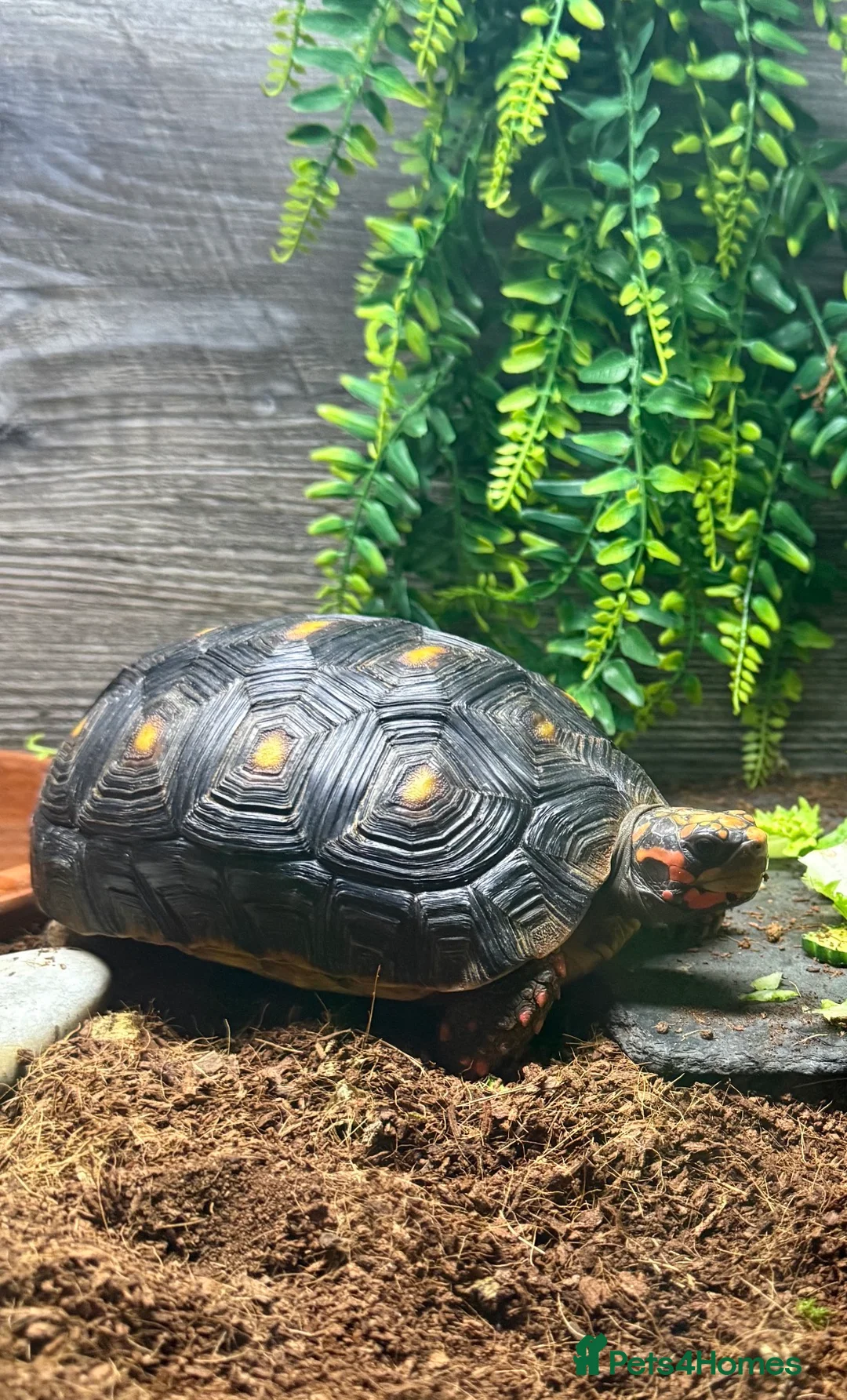 Tortoise reptiles for sale: Red-footed tortoise  in Plymouth - Advert 2
