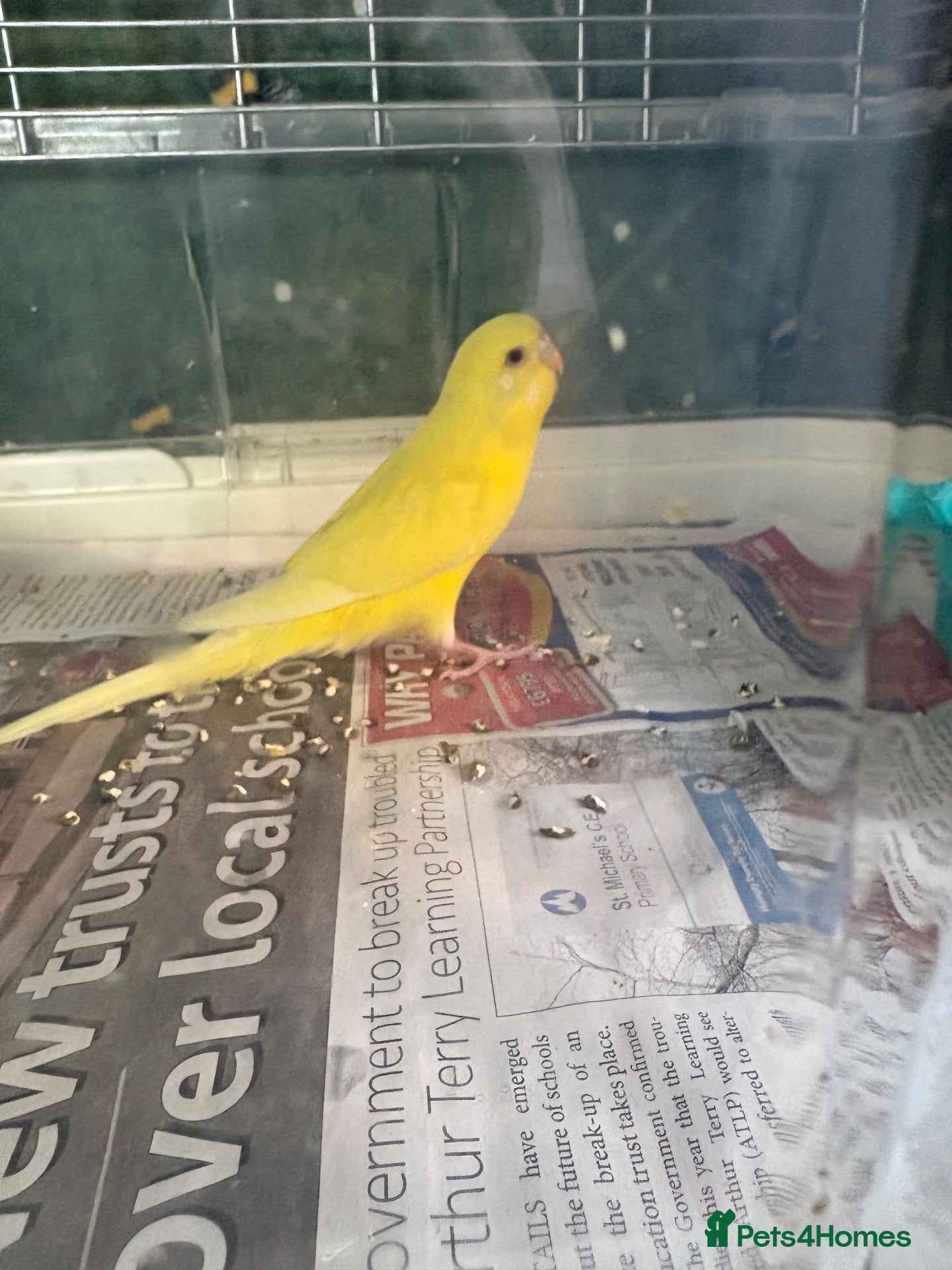 Budgerigars birds 2 female budgie babies - Advert 14