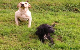 Cockerdor dogs for sale: Gorgeous cockador Puppies - Image 14