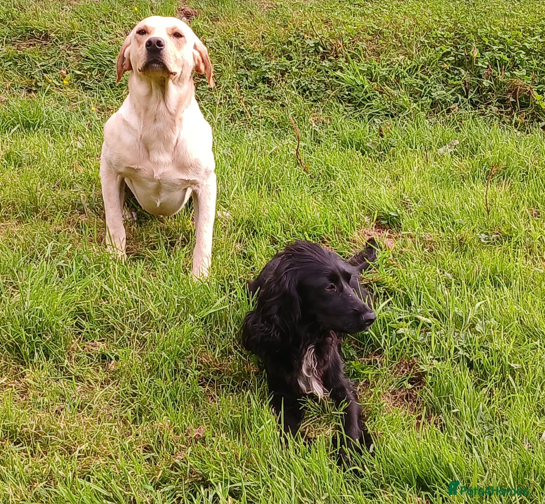 Cockerdor dogs for sale: Gorgeous cockador Puppies - Image 14