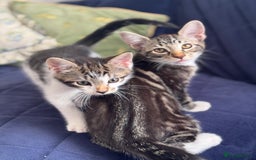Mixed Breed cats for sale: Tabby kittens - Image 6