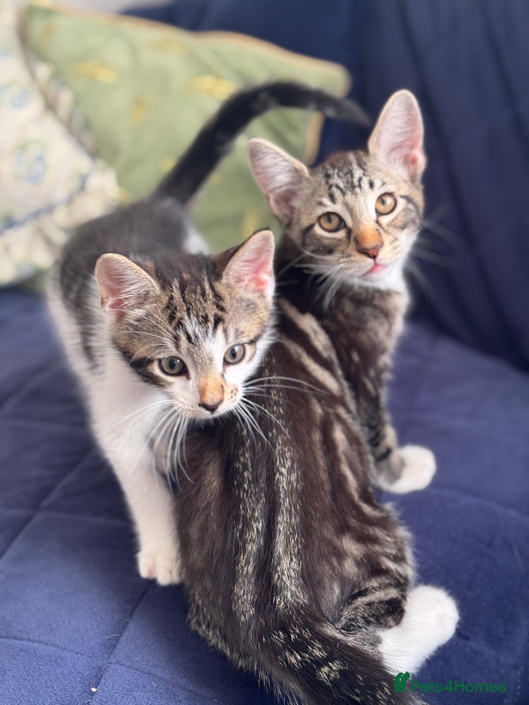 Mixed Breed cats for sale: Tabby kittens - Image 6