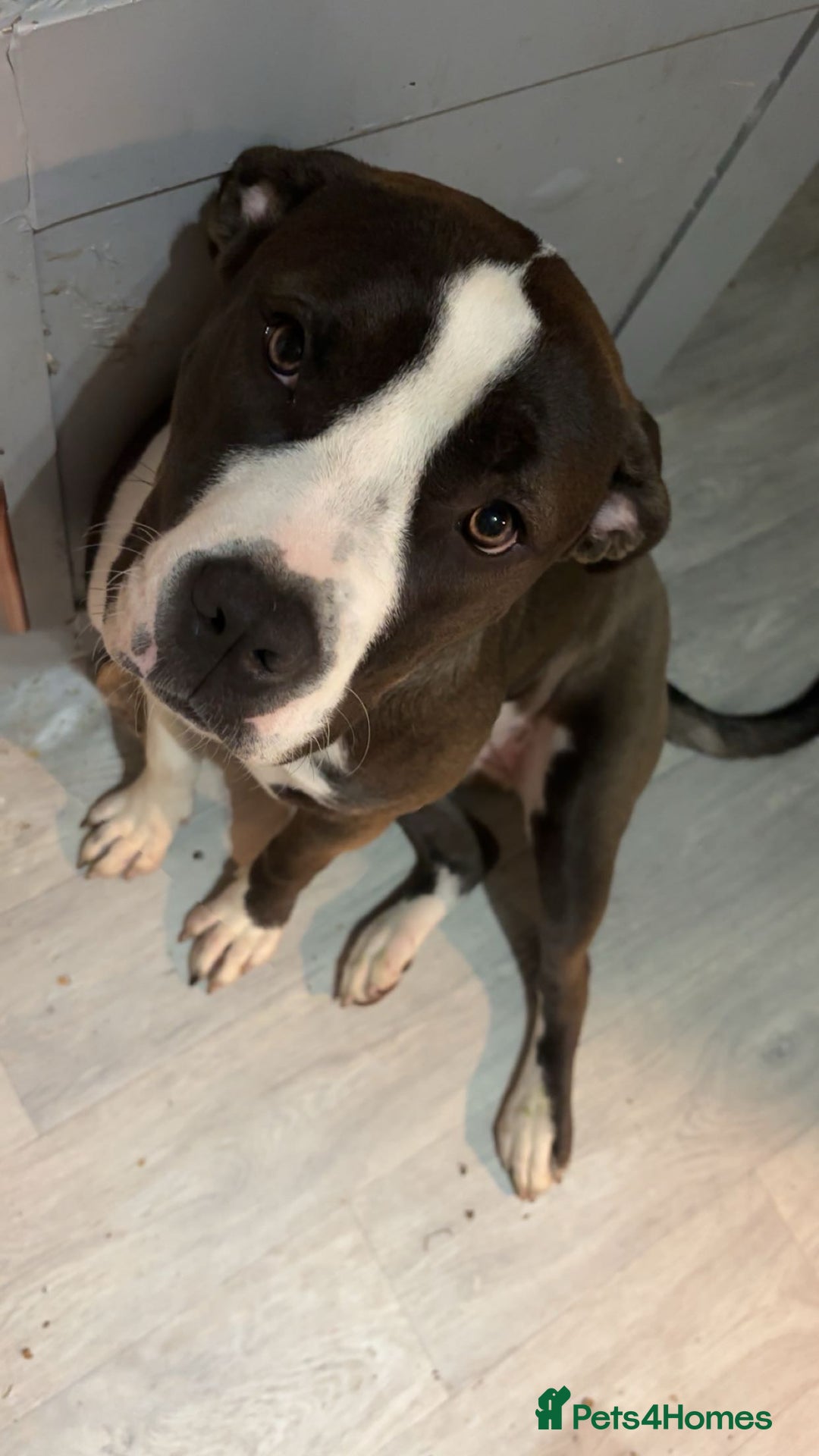 Cane Corso dogs for sale: bambi  - Image 1