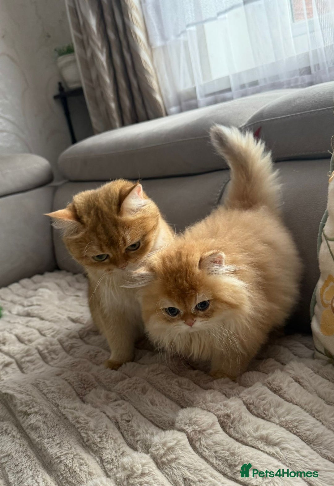 British Longhair cats for sale: Chocolate golden Chinchilla By 12 longhair - Advert 9